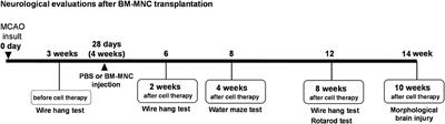 Intravenous Bone Marrow Mononuclear Cells Transplantation Improves the Effect of Training in Chronic Stroke Mice